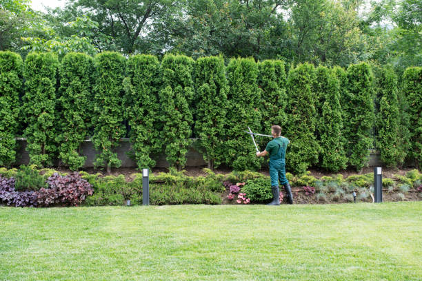 Reliable Fall City, WA Tree Removal and Landscaping Services Solutions